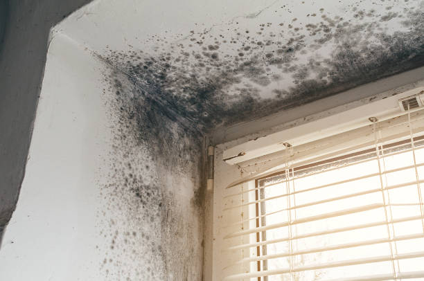 Affordable Mold Inspection And Testing solutions in Union, MI